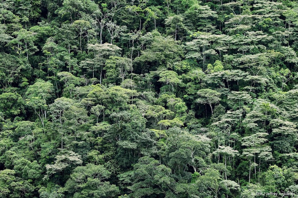 Rechter: Brazilië dreigt Amazone aan drugshandelaren te verliezen