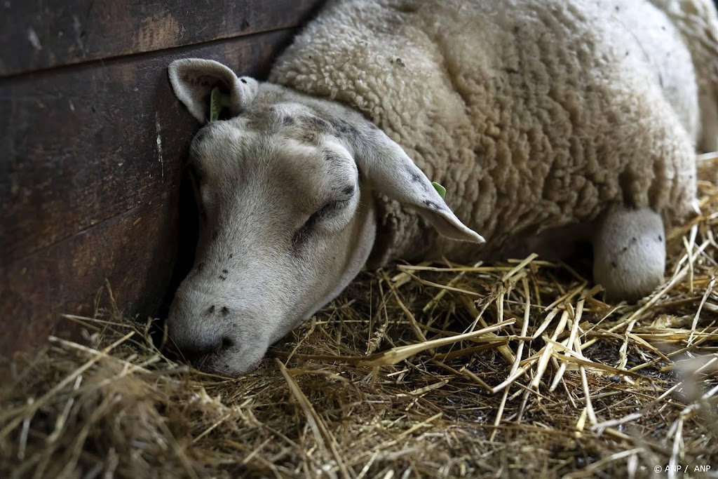 Lab: kwart van de schapen bij bedrijven met blauwtong stierf