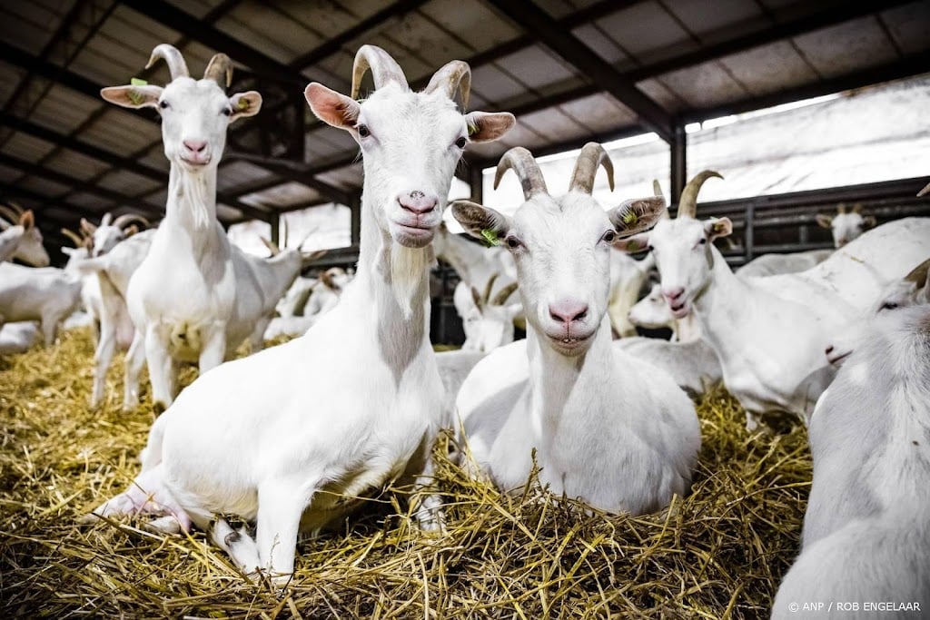 Ministers nemen onderzoek gezondheid rond geiten 'zeer serieus'
