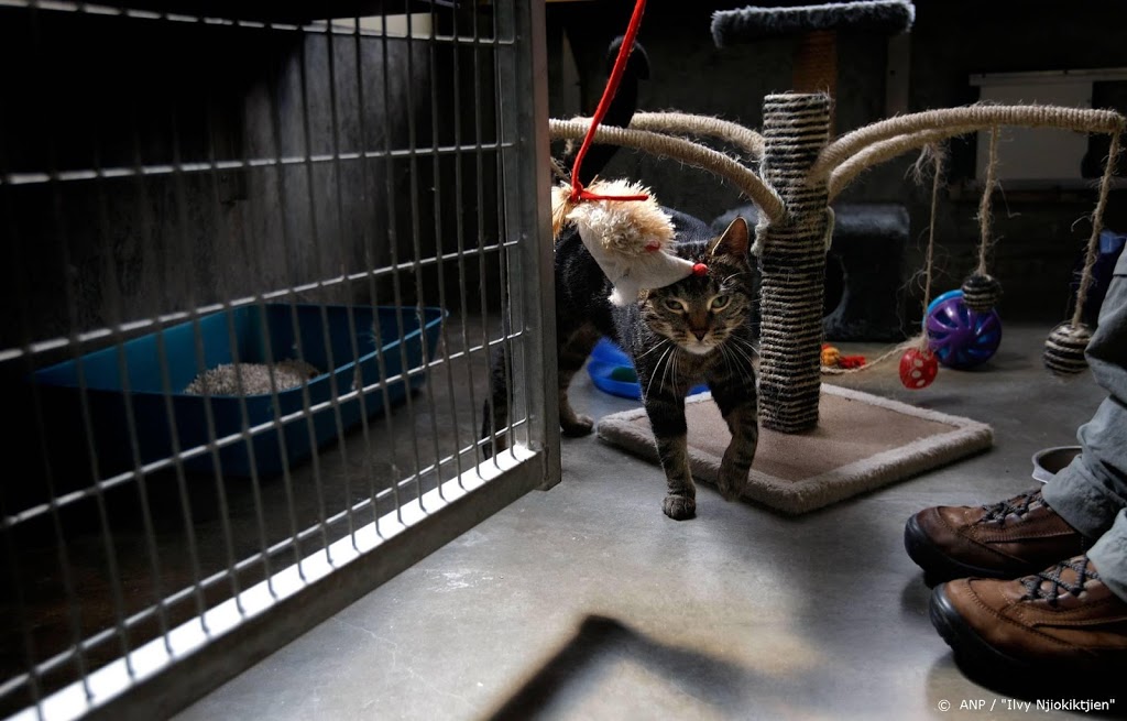 Dierenbeschermers halen 58 katten uit vervuild huis
