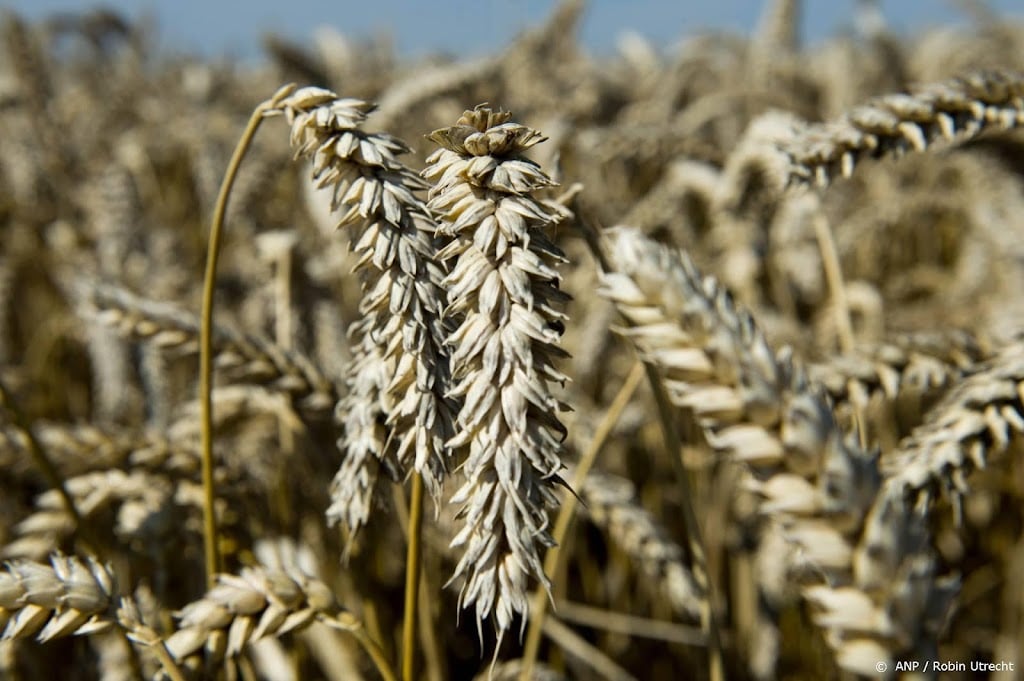 Graanprijzen mogelijk verder omhoog na Oekraïens exportverbod