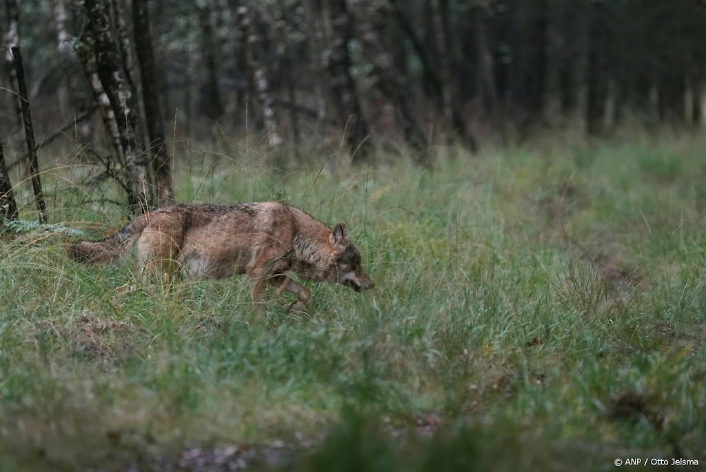 Hoge Veluwe krijgt geen toestemming om wolven te verjagen