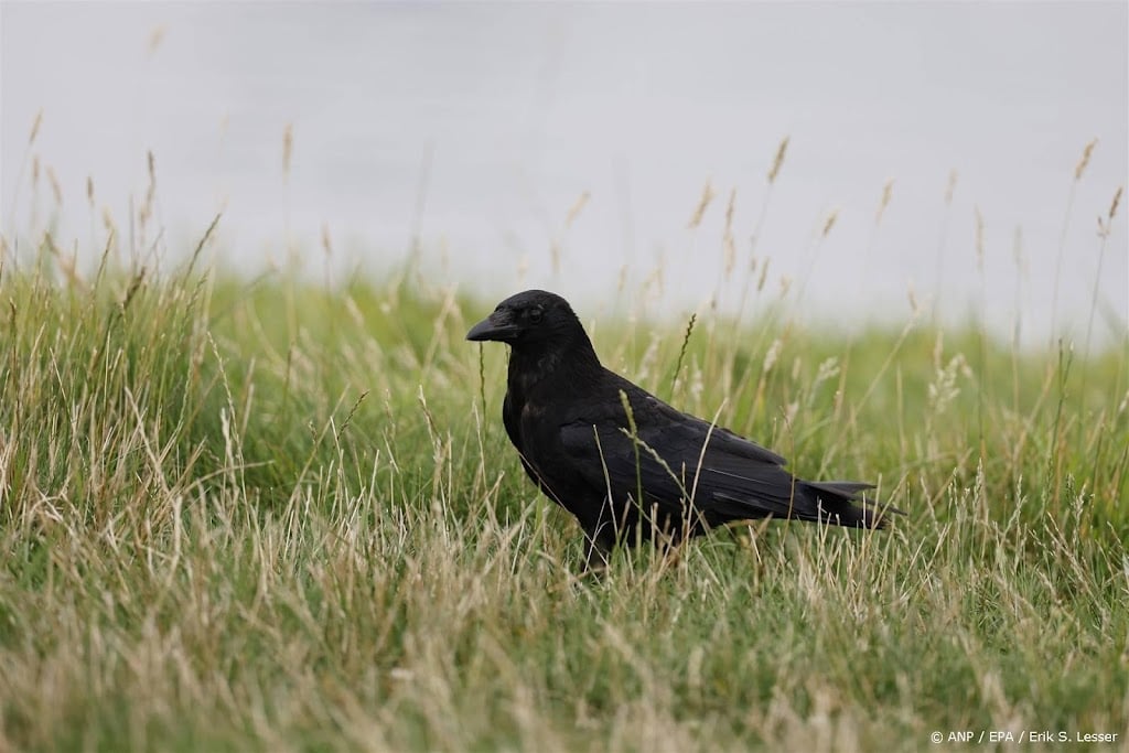 Zuid-Holland schiet zwarte kraai af om weidevogels te beschermen