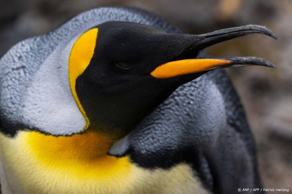 WWF: dringend klimaatactie nodig om keizerspinguïns te beschermen