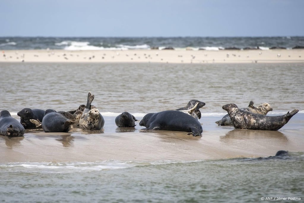 Natuur van de Waddenzee staat onder grote druk, ziet ministerie