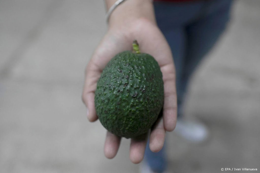 Rabobank: avocado wint flink aan populariteit in Europa