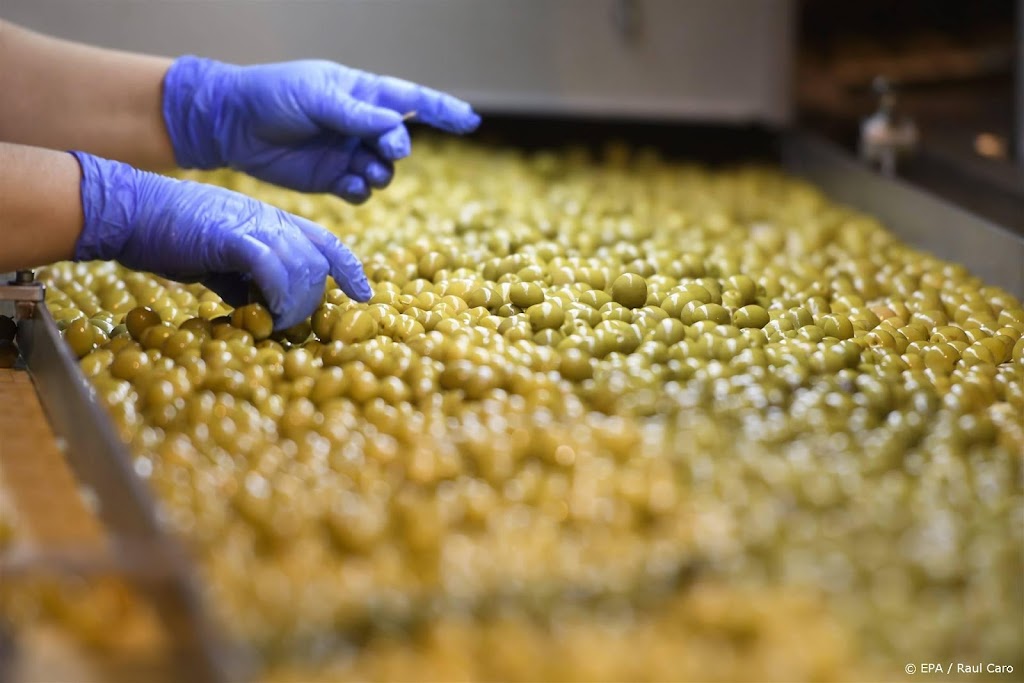 Droogte in Spanje mogelijke 'catastrofe' voor productie olijfolie