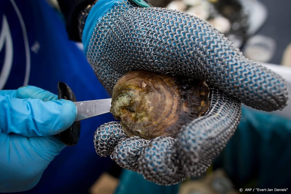 Zeeuwse bedrijven mogen oesters blijven rapen op Wad