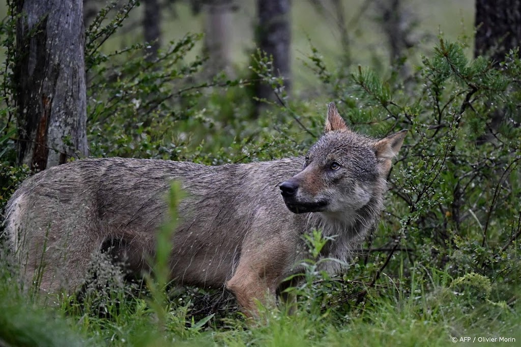 Openbare veiligheid gaat voor beschermde status wolf