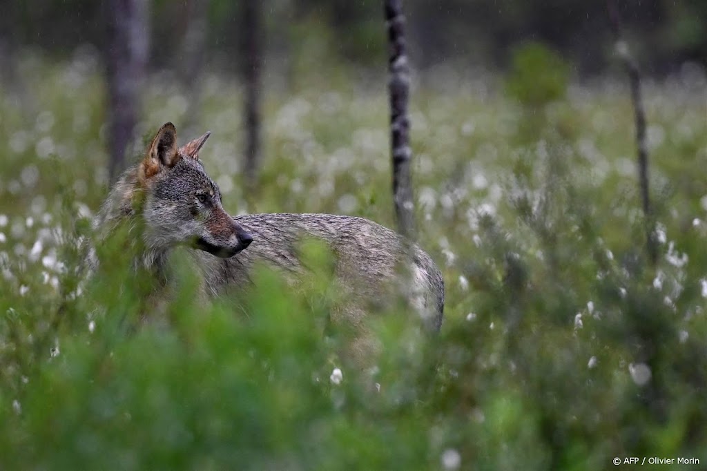 Rechtse partijen: minister treuzelt met actie tegen wolf