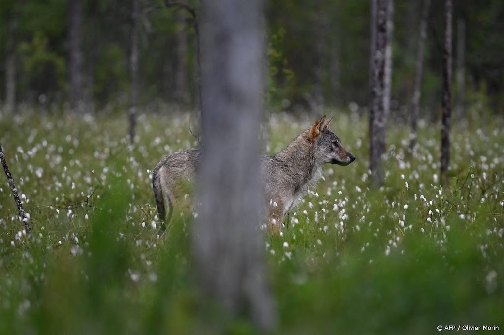 Ecoloog: wolf is waarschijnlijk in het nauw gedreven