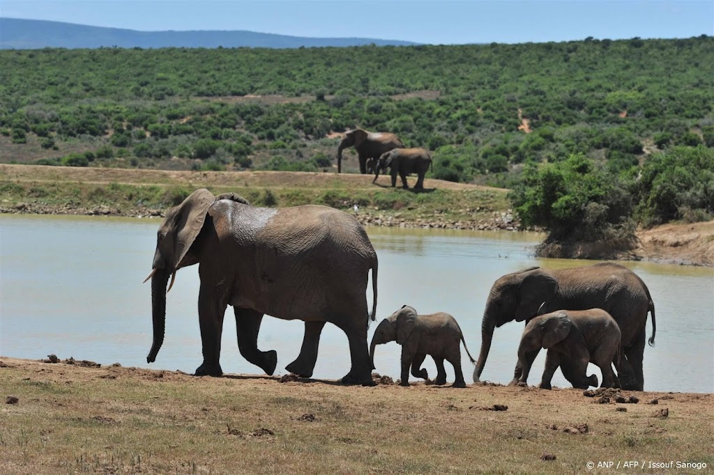 Toerist gedood door olifant in nationaal park Zuid-Afrika