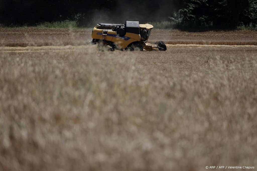 Frankrijk oogst minder tarwe door hevige regenval