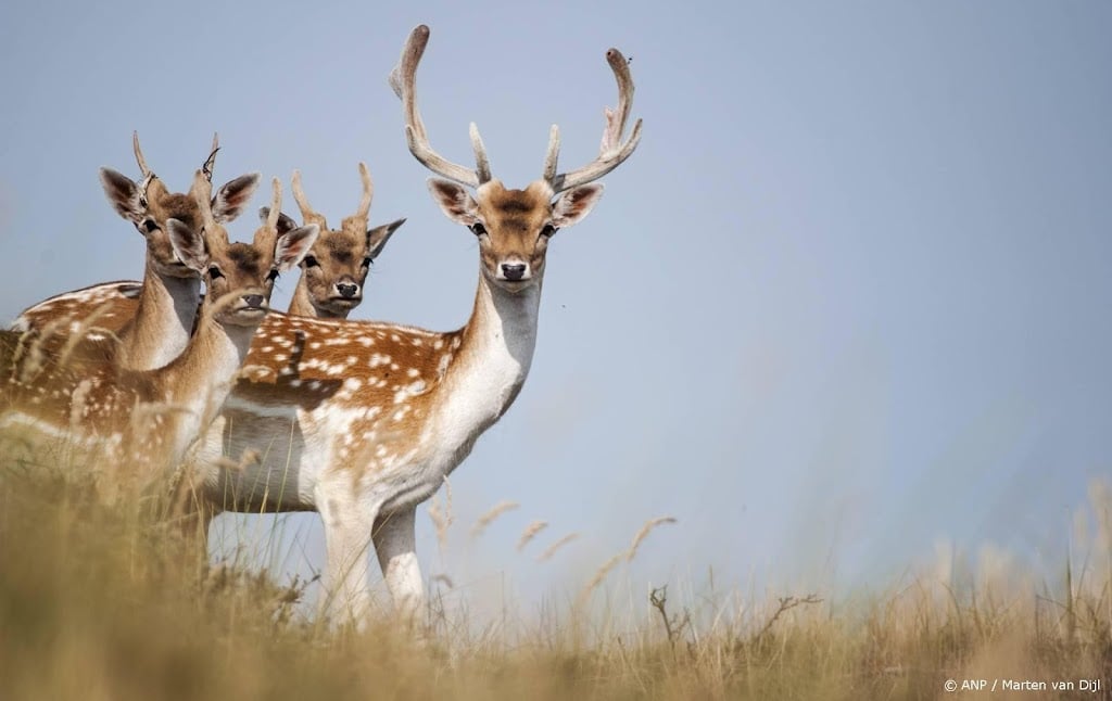 Rechter houdt afschieten van damherten Hoeksche Waard weer tegen