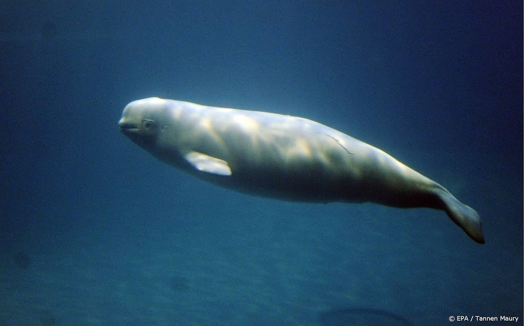 Reddingsoperatie voor witte dolfijn in de Seine van start