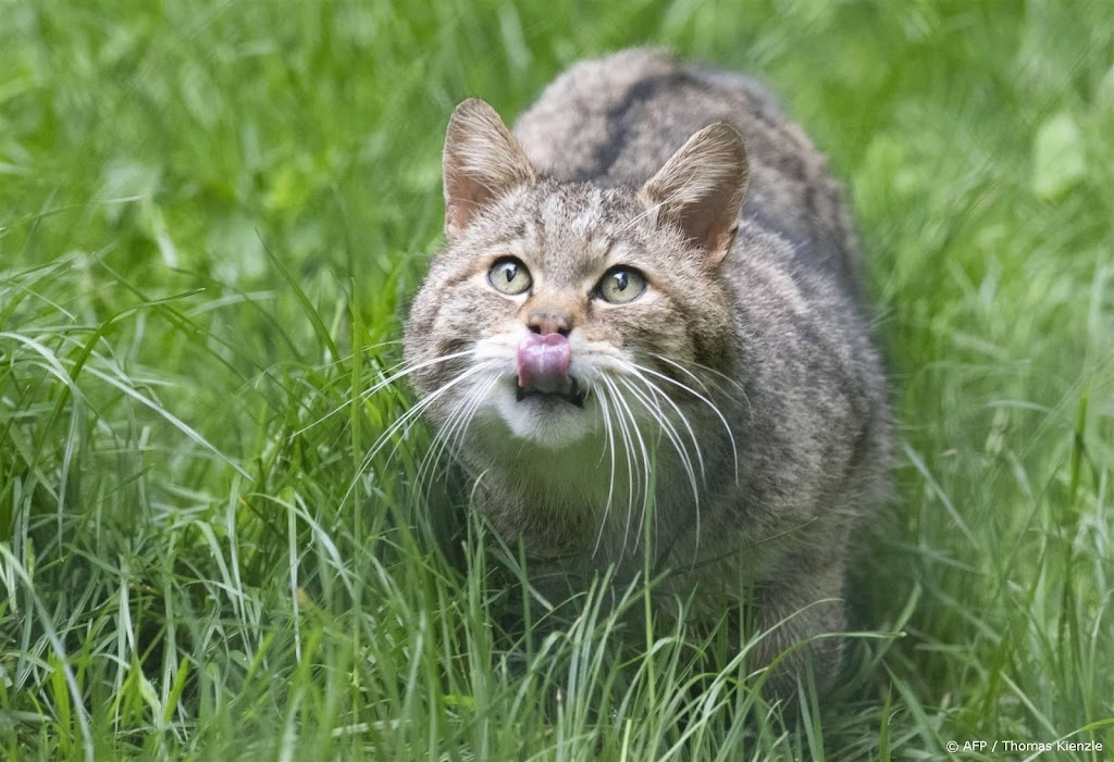 Wilde kat rukt op naar zuidoosten van Noord-Brabant