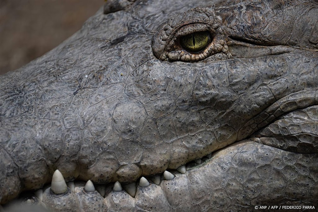 Bonaire in de ban van een krokodil