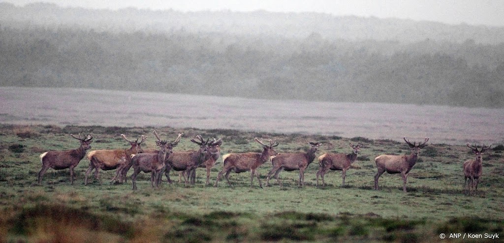 Hoge Veluwe: moeflons zo goed als verdwenen door wolf