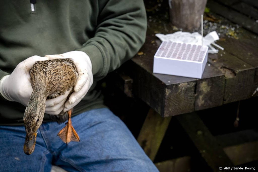 Dierenrechtenorganisaties hekelen aanpak vogelgriep door overheid