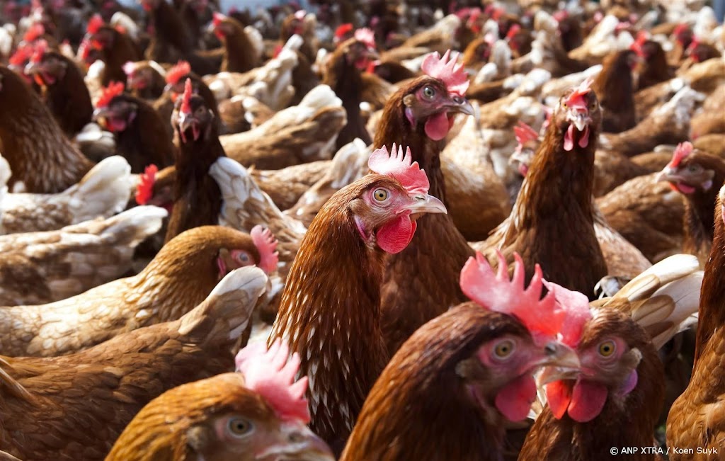 Proef vaccineren tegen vogelgriep van start gegaan