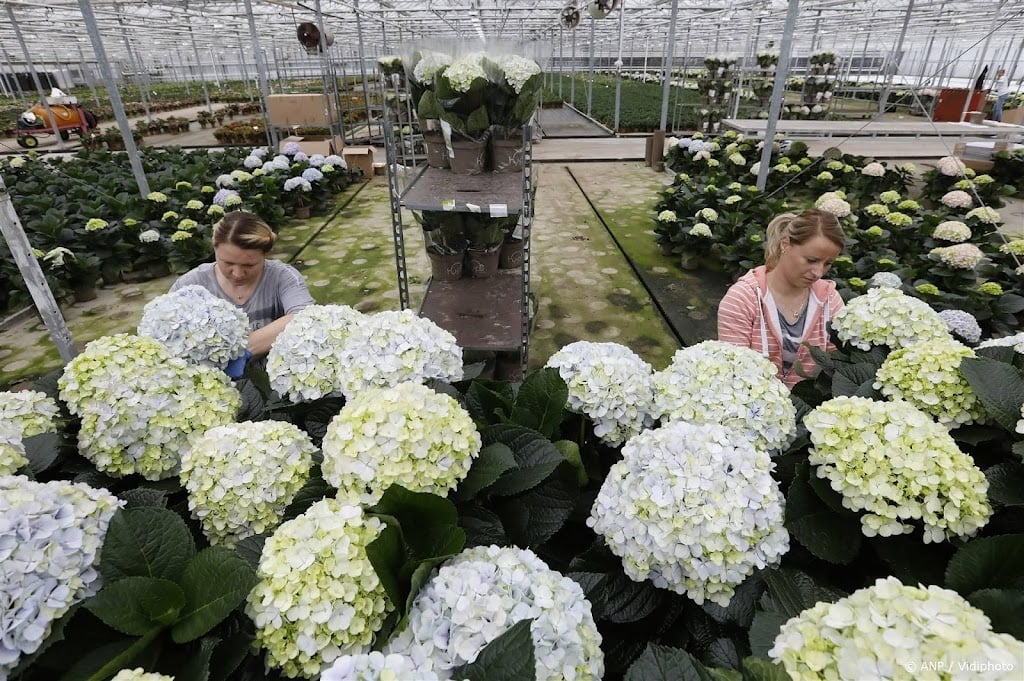 Bloemenplatforms verkopen niet meer Moederdagboeketten dan in 2023