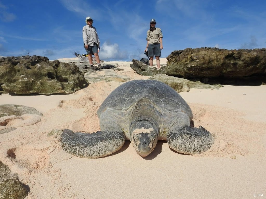 Grootste kolonie groene schildpadden ter wereld blijkt nog groter