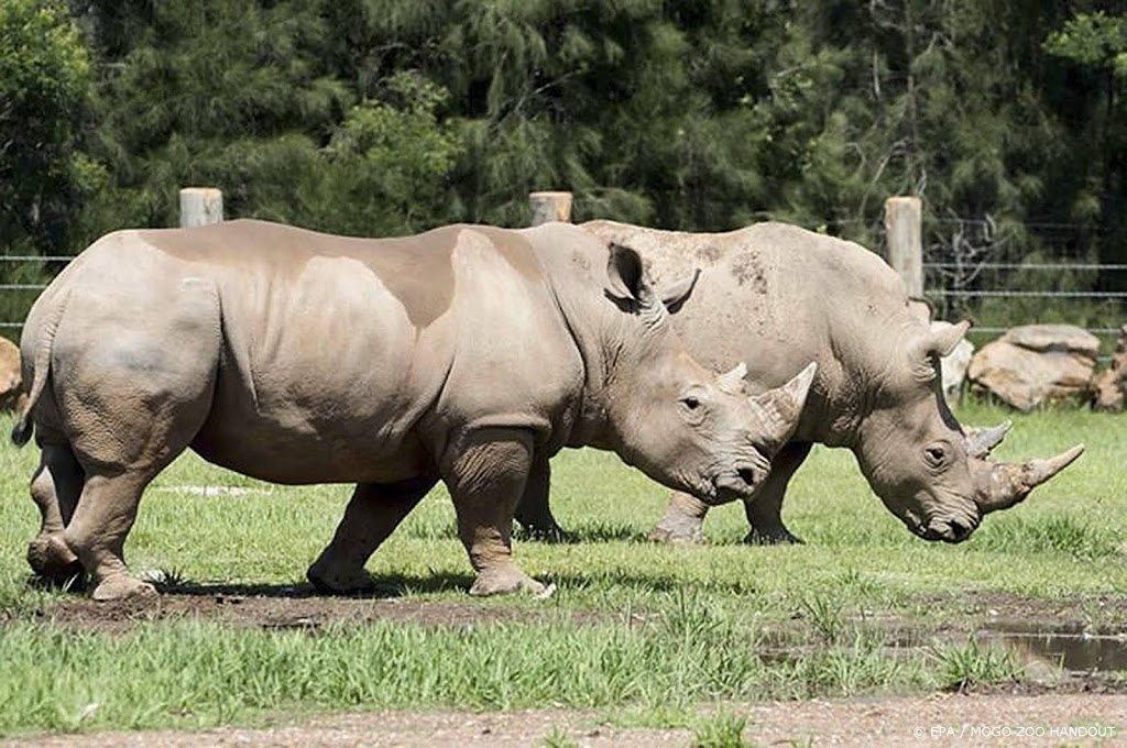 Witte neushoorn doet na zeventien jaar herintrede in Congo