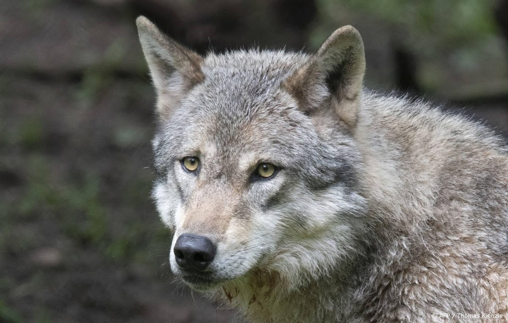 Deskundigen: wolf die aanvalt vliegt naar de keel