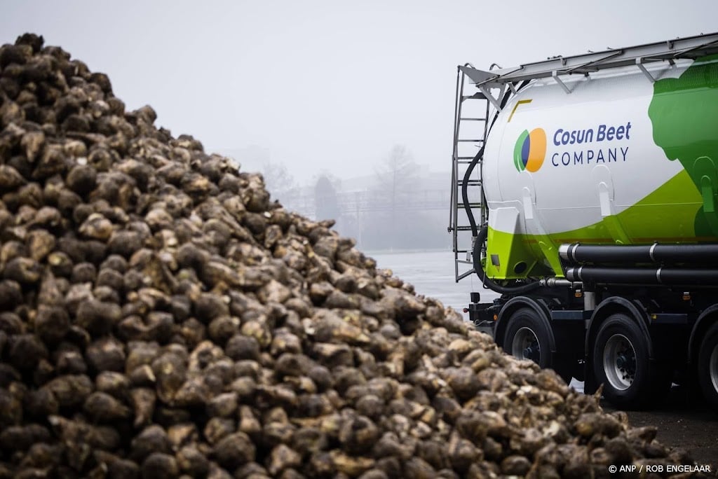 Suikerproducent Cosun rekent op kwart minder suikerbieten