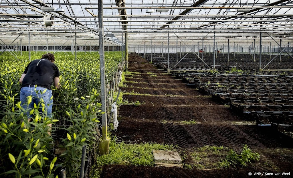 Glastuinbouw waarschuwt voor minder Nederlandse groenten en fruit