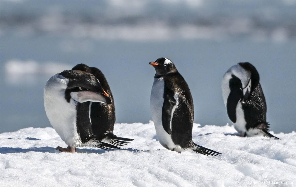 WWF: omvang dierenpopulaties in halve eeuw met driekwart gedaald