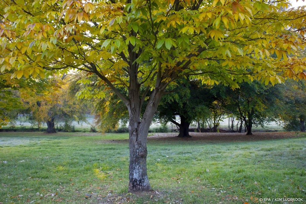 Greenpeace: minder vluchten helpen klimaat meer dan extra bomen