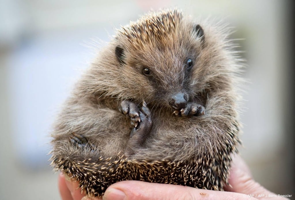 Topdrukte bij opvangcentra in 'slecht jaar' voor de egel