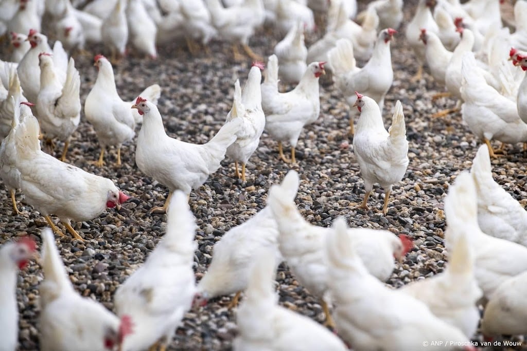 Vogelgriep vastgesteld in Bennekoms pluimveebedrijf