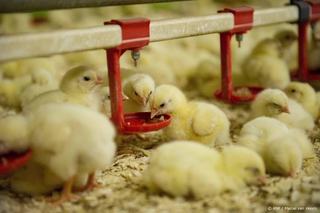 Vogelgriep vastgesteld bij vleeskuikenbedrijf in Uitwijk
