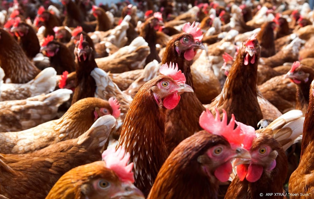 Ophokplicht voor commerciële kippenboer vanwege vogelgriep
