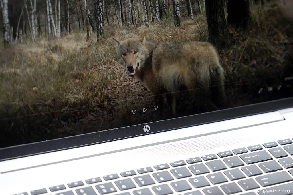 Gelderland mag wolven Noord-Veluwe niet verstoren met paintballs