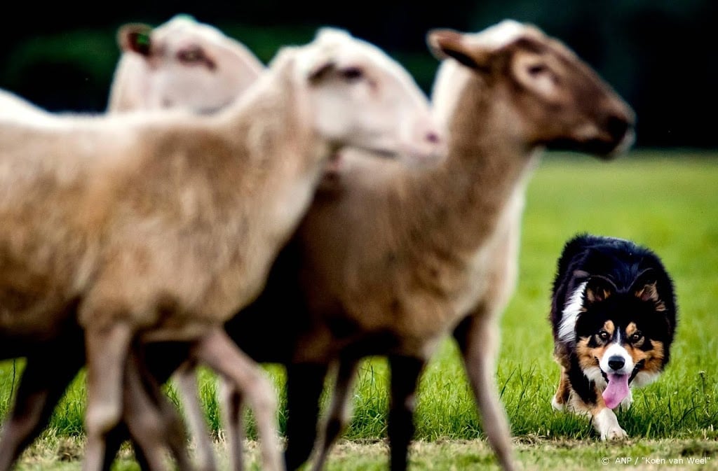 Kuddewaakhond prima, maar duur middel tegen wolvenaanval