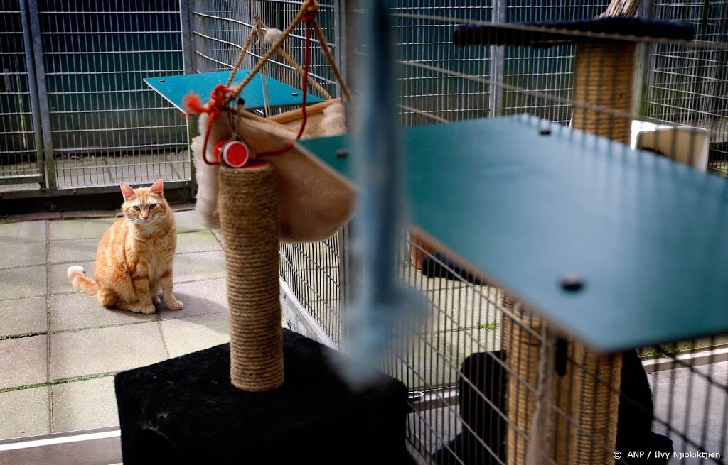 'Afgelopen maanden meer honden en katten weggedaan'