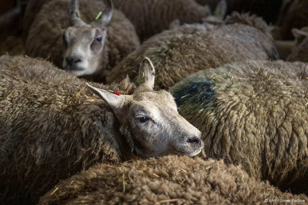Nieuw type blauwtong in Nederland, nog geen vaccin beschikbaar