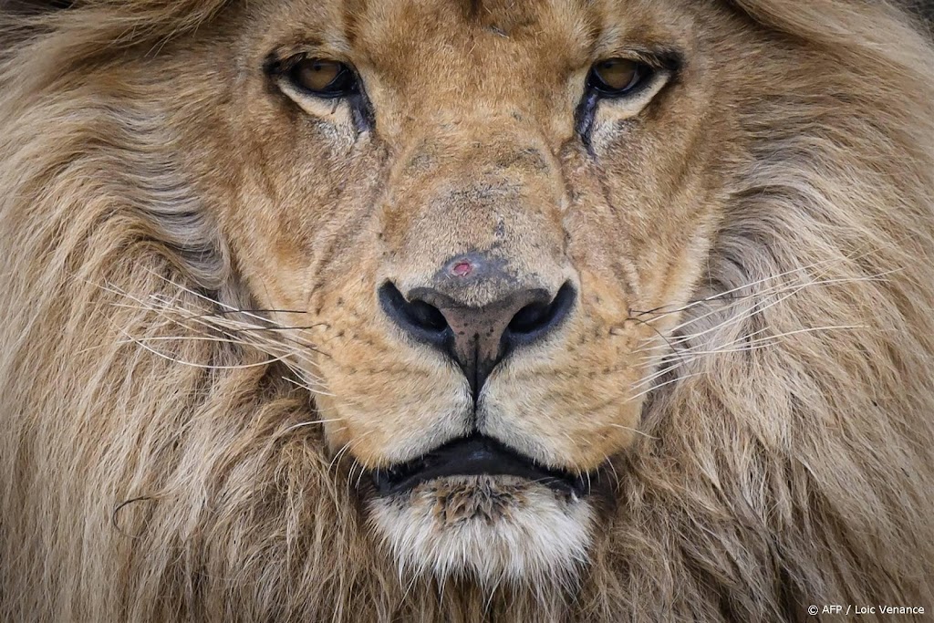 Leeuw ontsnapt uit circus in Italië