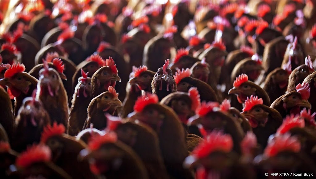 Vogelgriep op bedrijf in Renswoude met 65.000 kippen 
