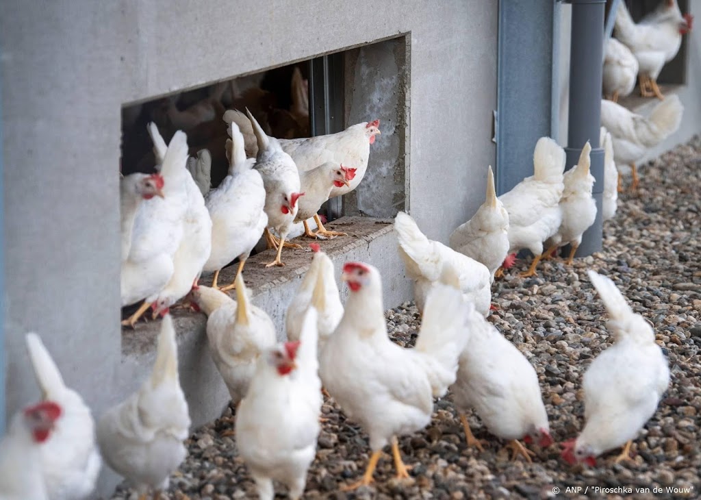 'Pluimveehouders kwetsbaarder geworden voor vogelgriep’