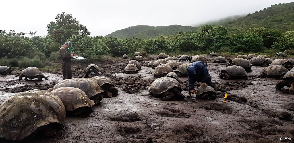 Nieuwe reuzenschildpaddensoort ontdekt op Galápagoseiland