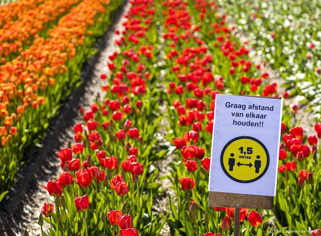 'Veel te druk' in de Bollenstreek, wegen tussen de velden dicht