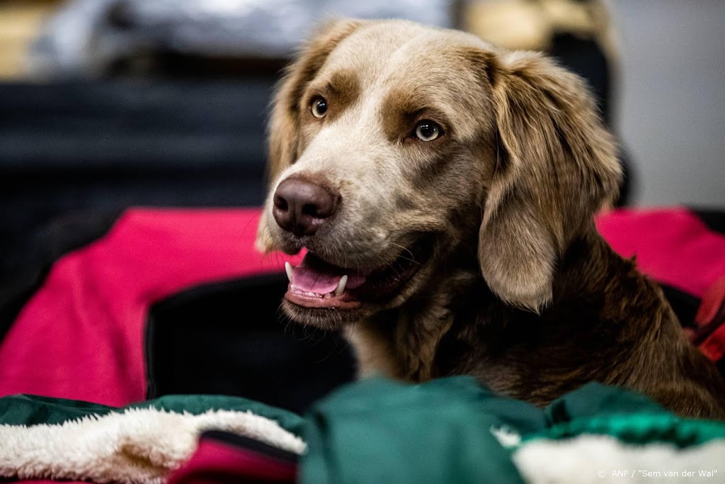 'Verwen hond niet teveel tijdens coronacrisis'