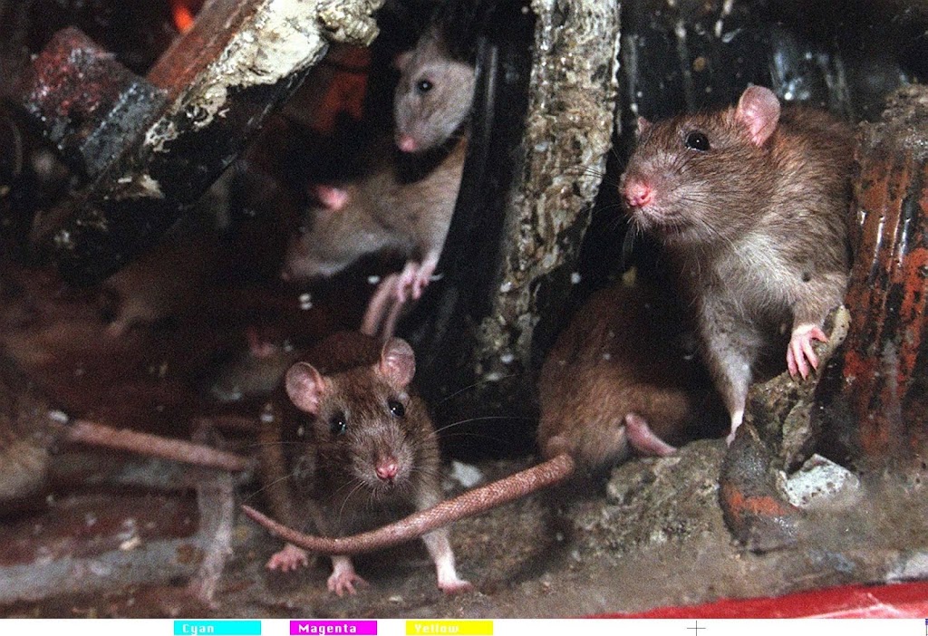 New York benoemt ‘tsaar’ om ratten uit te roeien