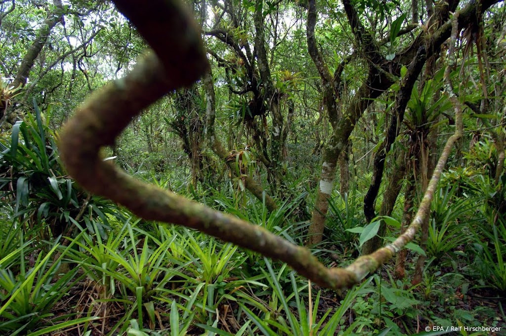 Ontbossing Amazone laatste tijd sterk toegenomen, waarschuwt WWF