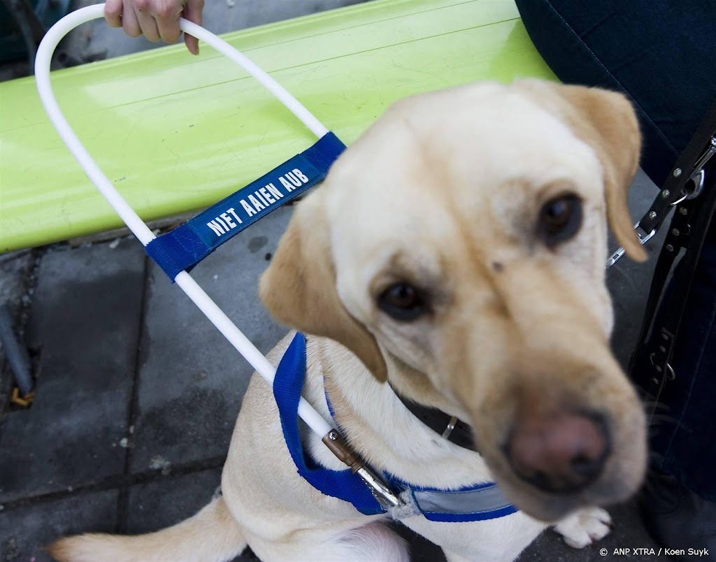Hulphondenorganisatie: laat hond thuis bij huldiging Feyenoord