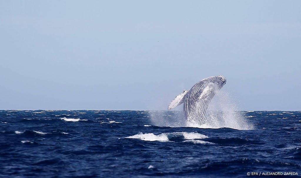 'Amerikaanse kreeftenvisser uitgespuugd door walvis'